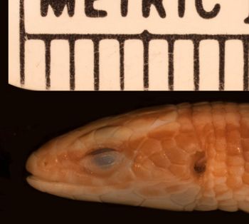 Media type: image;   Herpetology R-27340